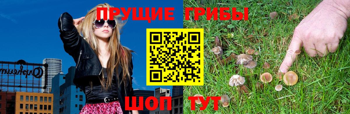 Псилоцибиновые грибы Cubensis Ковров